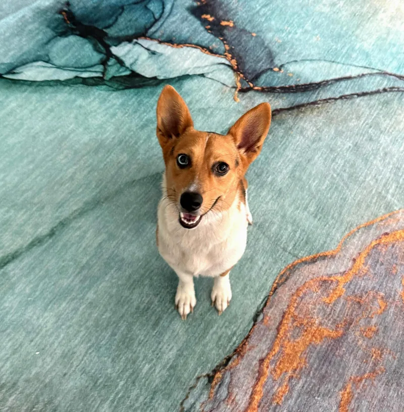 An adult small-sized female Pembroke Welsh Corgi dog named Thelma for adoption in Oviedo, FL