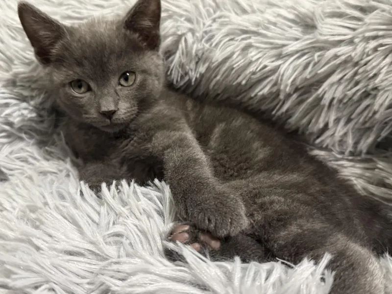 A baby small-sized female Gray / Blue / Silver Domestic Short Hair cat named Kelly Bayside for adoption in Chandler, AZ