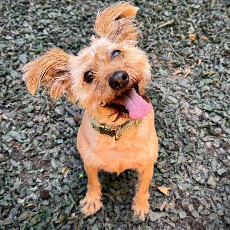 An adult small-sized female Yellow / Tan / Blond / Fawn Schnauzer dog named Firecracker for adoption in Decatur, GA