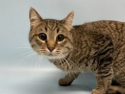An adult small-sized male Domestic Medium Hair cat named Mushu for adoption in Golden Valley, MN