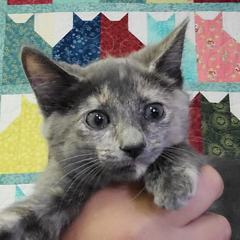 A baby small-sized female Tortoiseshell Domestic Short Hair cat named Jenny for adoption in Hemet, CA