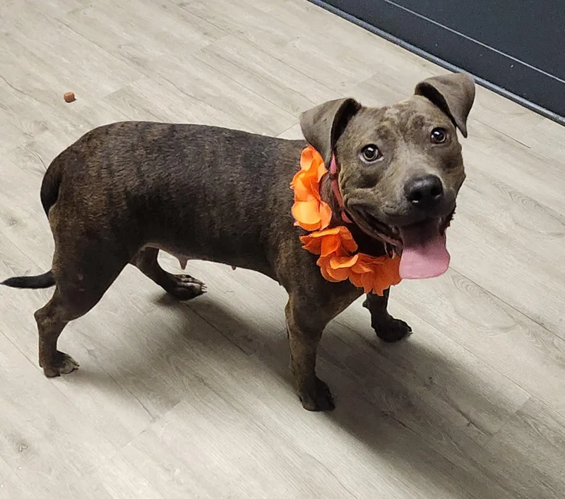 A young medium-sized female Gray / Blue / Silver Pit Bull Terrier dog named Tiana for adoption in Mansfield, OH