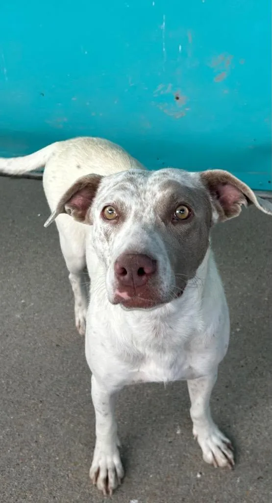 Sugar Sparkles thumbnail 2