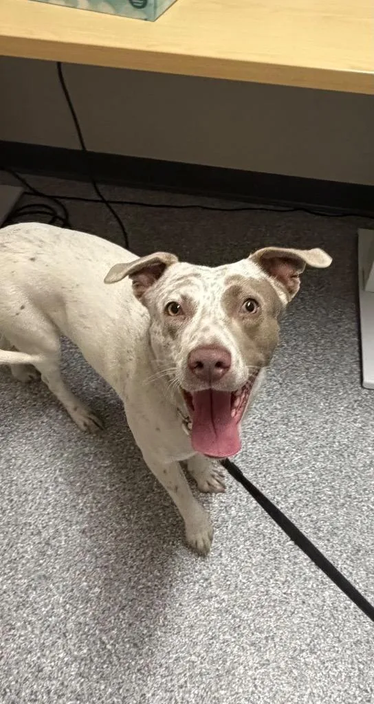 Sugar Sparkles thumbnail 3