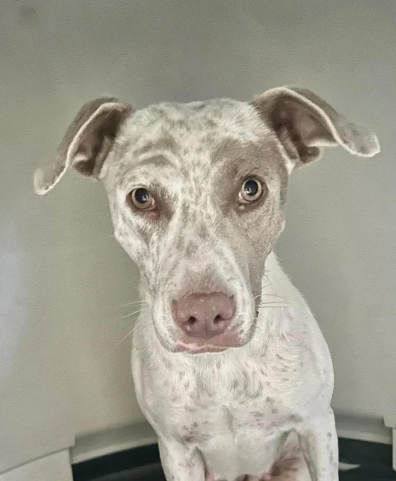 Sugar Sparkles thumbnail 4