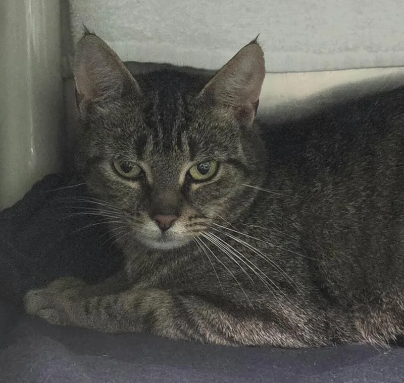 A young medium-sized female Domestic Short Hair cat named Dough for adoption in Olean, NY