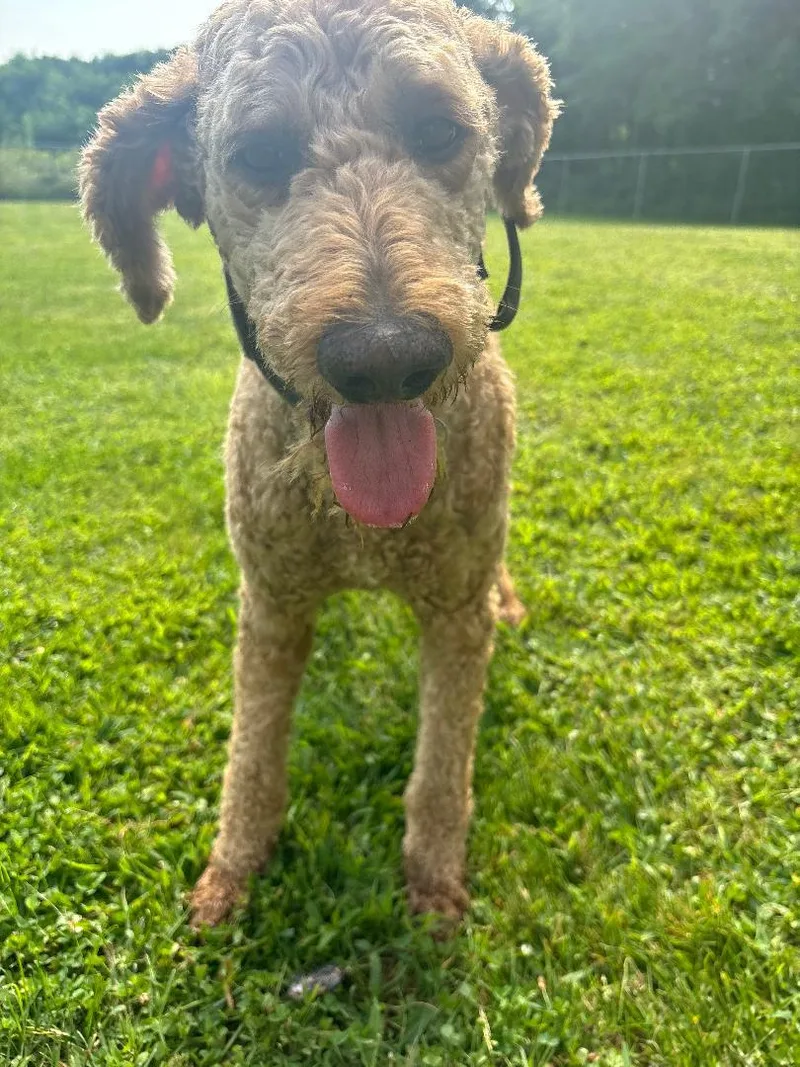 An adult medium-sized male Goldendoodle dog named Bear for adoption in Coldwater, MI