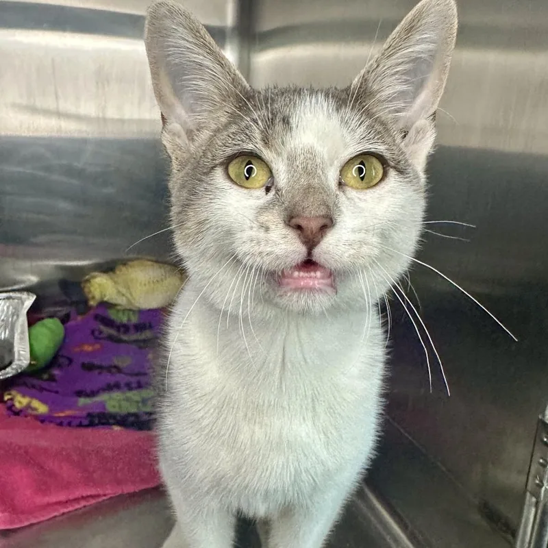 A baby medium-sized male Gray / Blue / Silver Domestic Short Hair cat named Wreck It Ralph for adoption in Matteson, IL