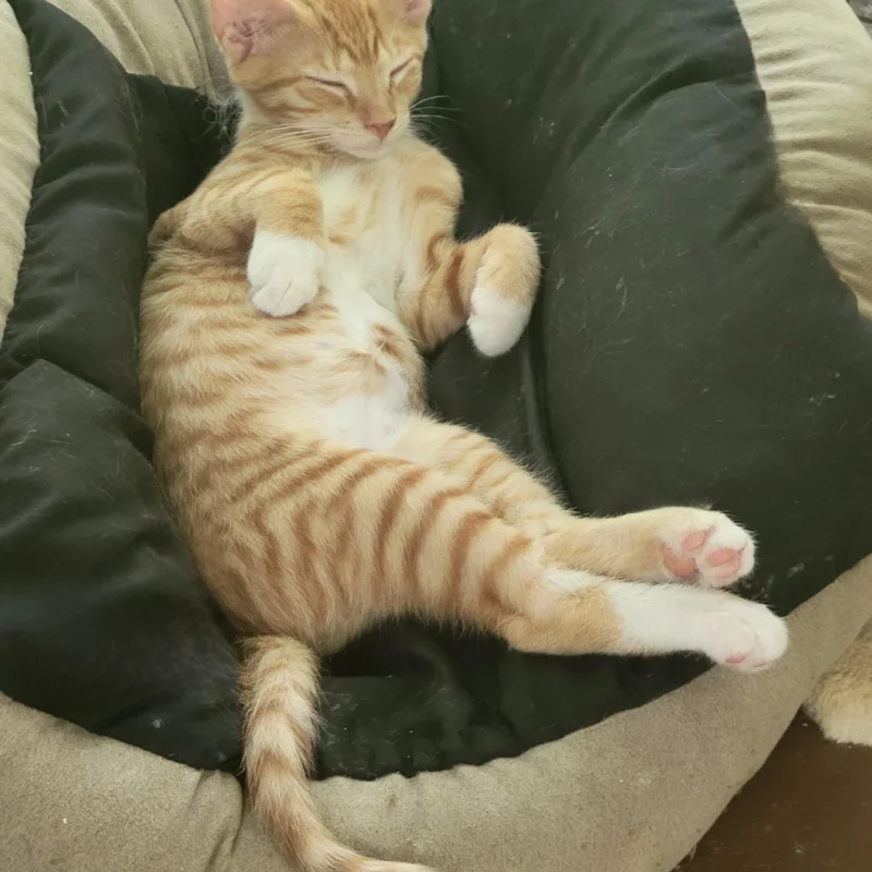 A baby medium-sized male Orange & White Tabby cat named Jameson for adoption in Pawleys Island, SC
