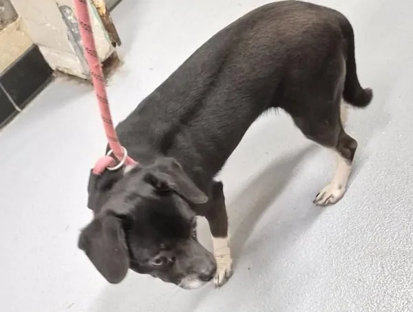 An adult small-sized female Chihuahua dog named Pen c Rosa for adoption in Lawrenceville, GA