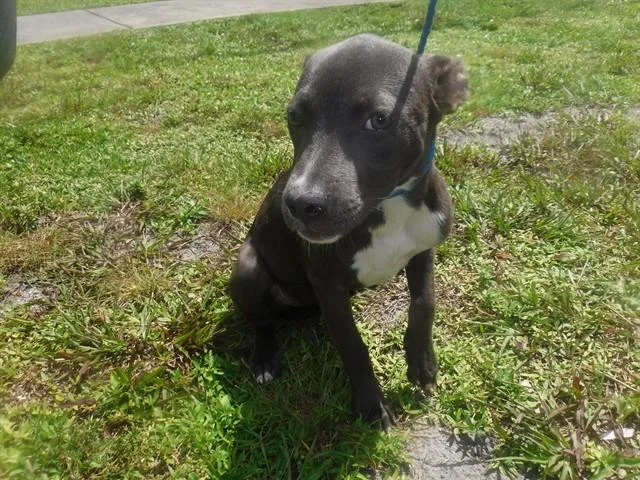 A baby small-sized female Terrier dog named Layla for adoption in Miami, FL