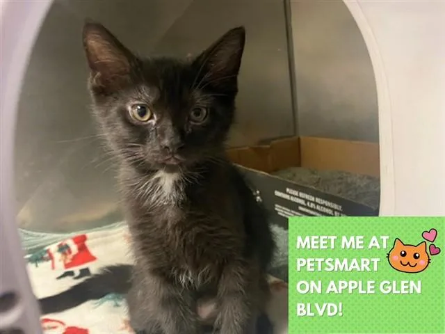 A baby small-sized male Domestic Short Hair cat named Bandit for adoption in Fort Wayne, IN