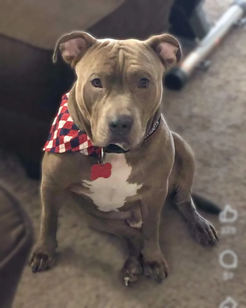 Lewy