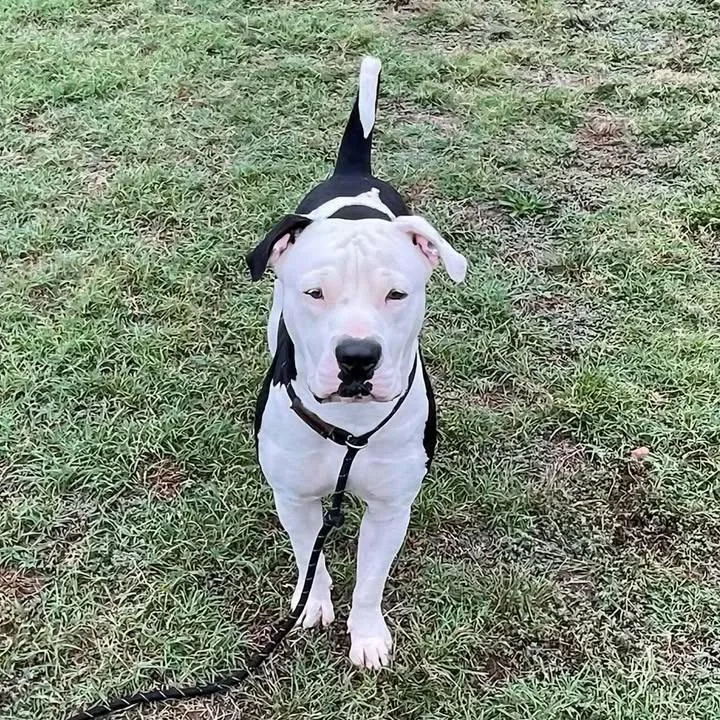 A young large-sized male Pit Bull Terrier dog named Moo for adoption in Springdale, AR