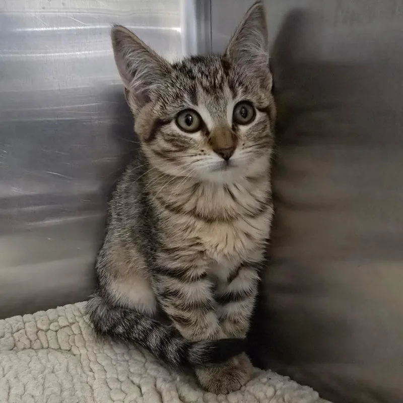 A baby small-sized female Brown / Chocolate Domestic Short Hair cat named Lyra for adoption in Spokane, WA