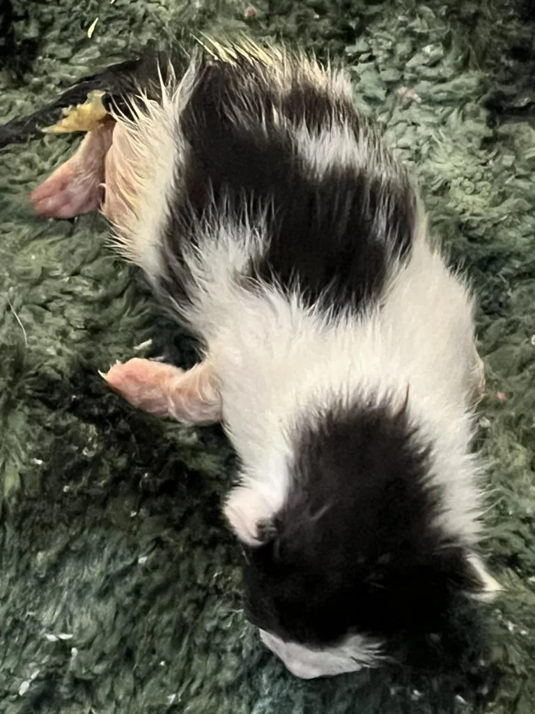 A baby large-sized male Domestic Short Hair cat named Fred for adoption in HUNTINGTON BEACH, CA