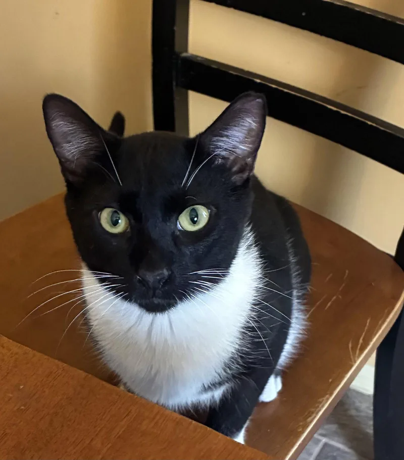 A baby medium-sized male Domestic Short Hair cat named Moe for adoption in Walled Lake, MI