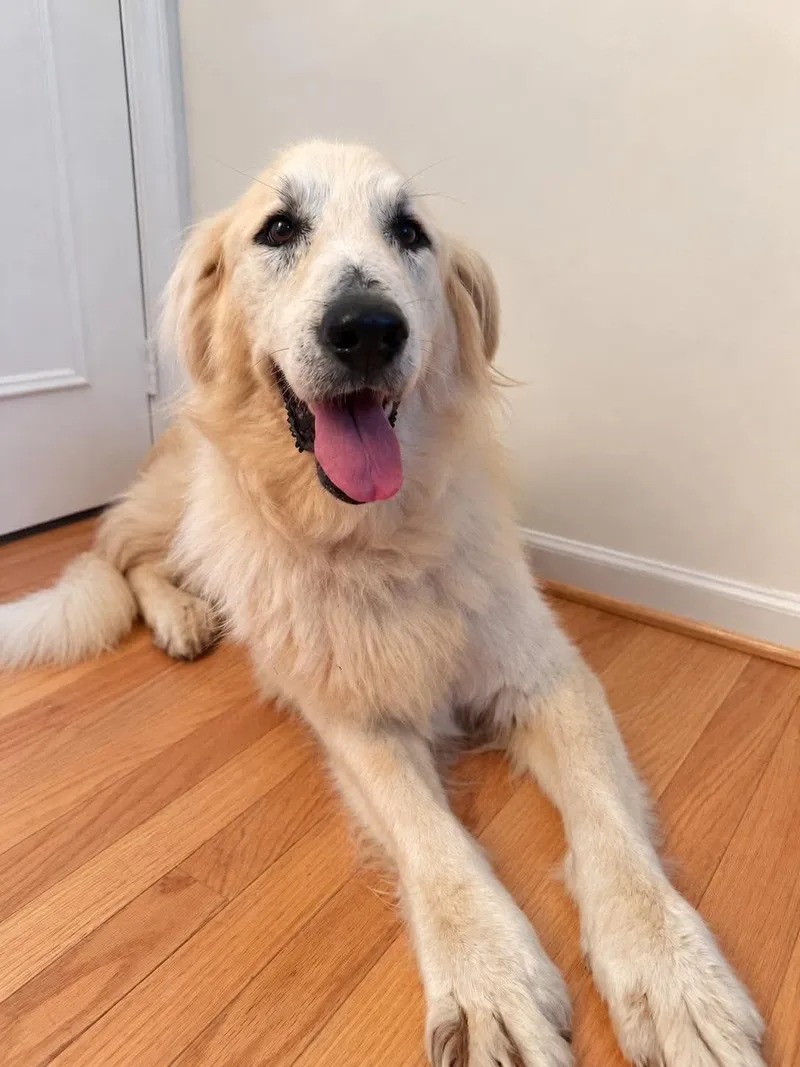 An adult large-sized female Golden Retriever dog named Portia for adoption in Bellingham, WA