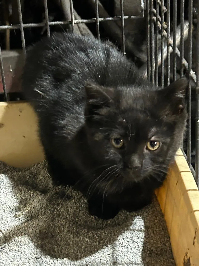 A baby medium-sized female Domestic Short Hair cat named DeSoto for adoption in Cloquet, MN