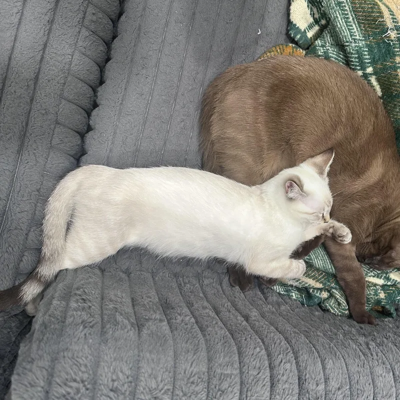 A baby small-sized female Blue Point Siamese cat named Angel for adoption in Turnersville, NJ