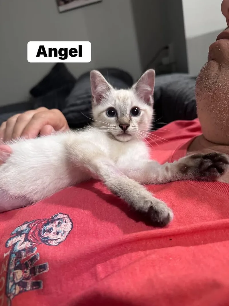 Angel thumbnail 2
