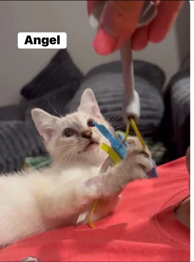 Angel thumbnail 3