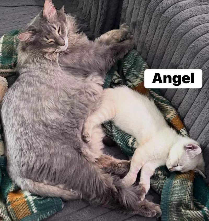 Angel thumbnail 4