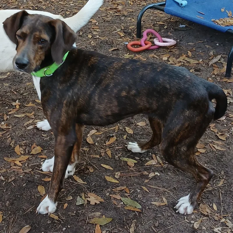 An adult medium-sized female Brindle Hound dog named Happy for adoption in Pawleys Island, SC
