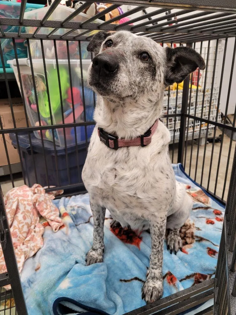 An adult small-sized female Cattle Dog dog named Lola for adoption in Angola, IN