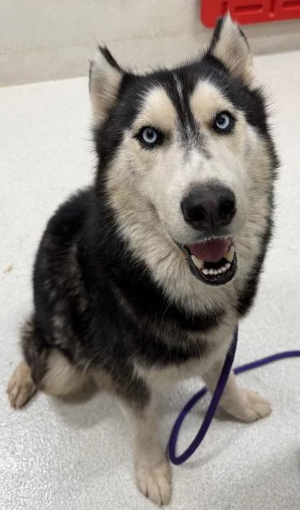 An adult large-sized male Siberian Husky dog named Raider for adoption in Honolulu, HI