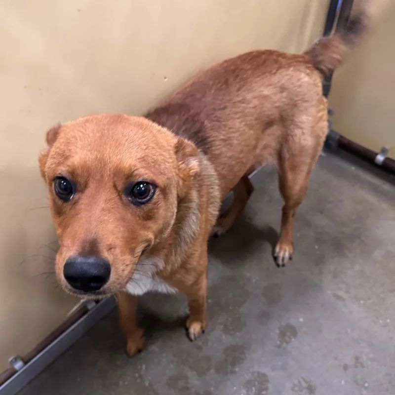 A young medium-sized male Yellow / Tan / Blond / Fawn Mixed Breed dog named Landon for adoption in Columbiana, AL