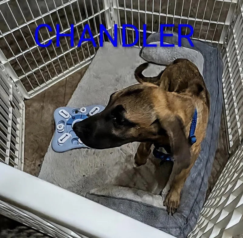 Chandler