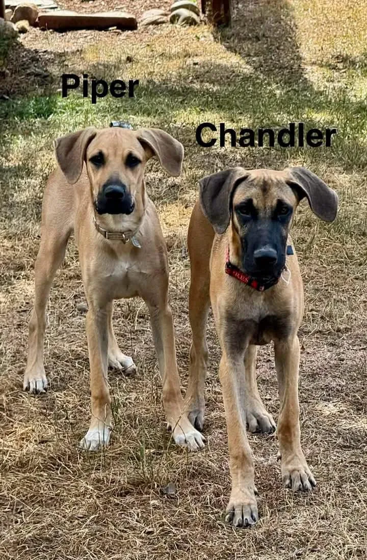Chandler thumbnail 2