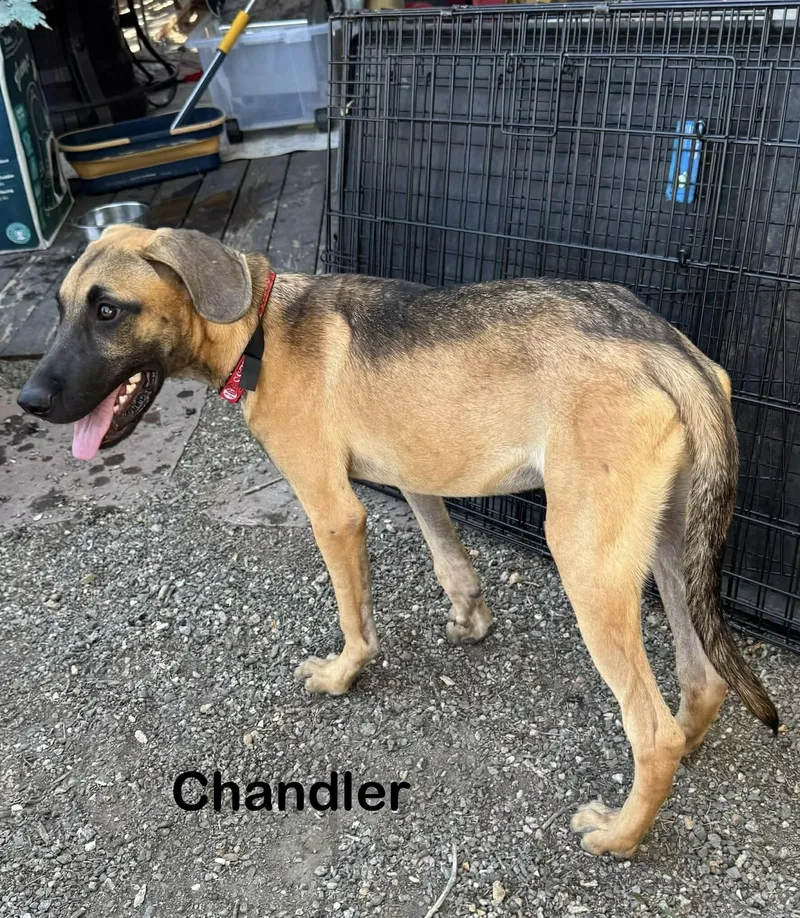 Chandler thumbnail 3