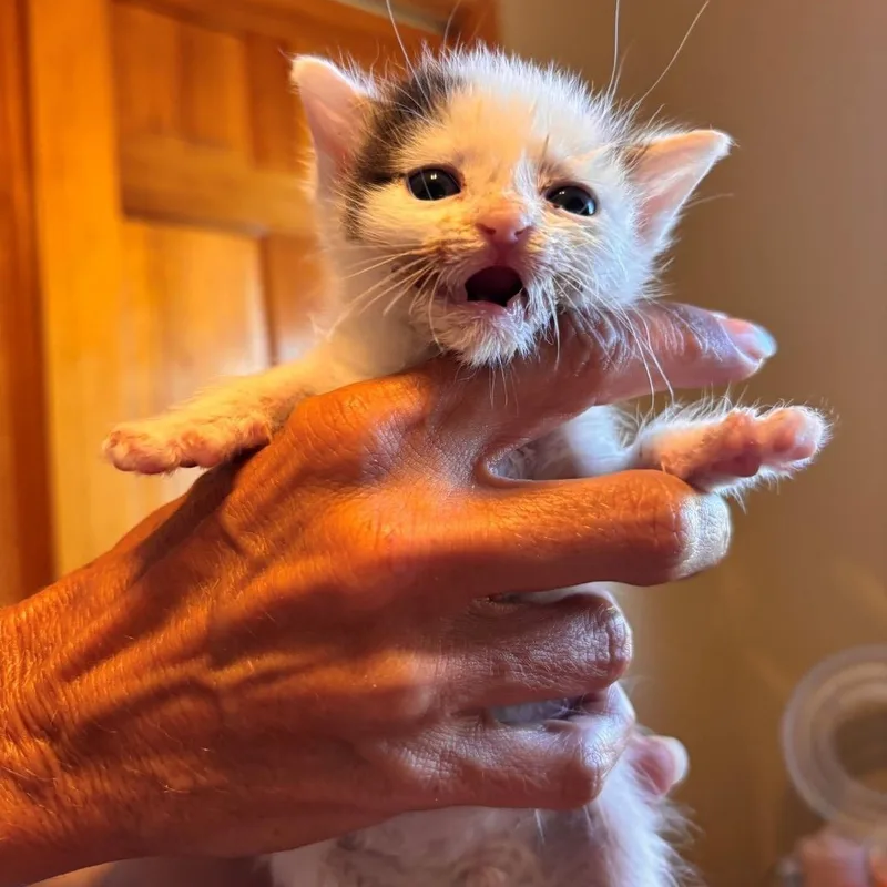 A baby small-sized male Black Domestic Short Hair cat named Cloud Grey Brasuell for adoption in Morrison, CO