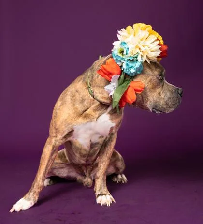 An adult large-sized male Pit Bull Terrier dog named Chrome for adoption in Atlanta, GA