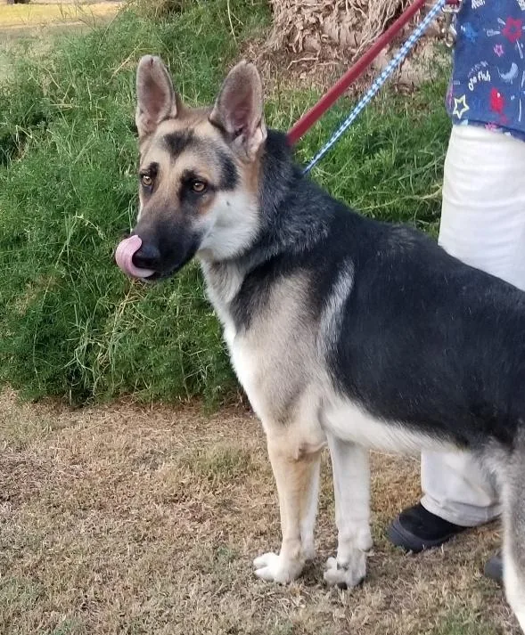 A senior large-sized male Tricolor (Brown, Black, & White) German Shepherd Dog dog named Ringo for adoption in Ventura, CA