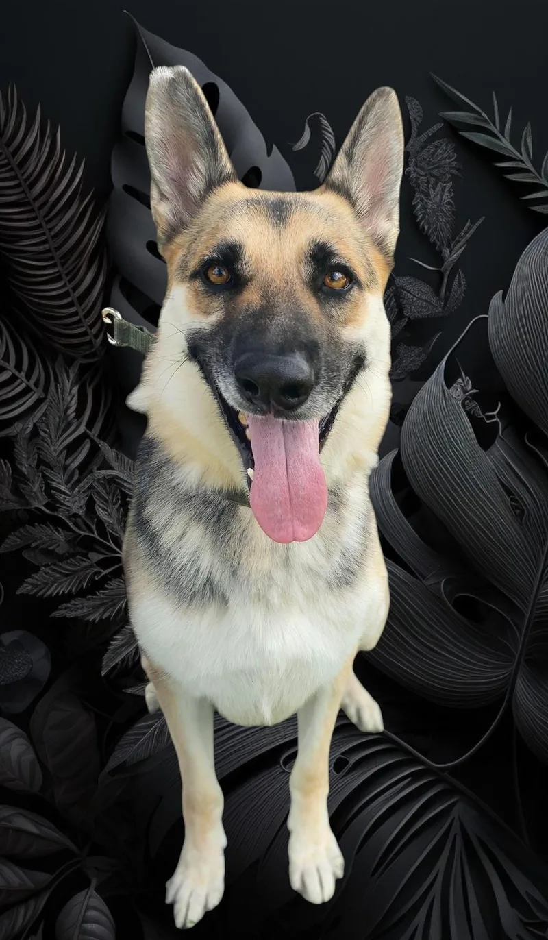 Ringo thumbnail 3
