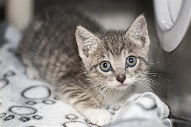 A baby small-sized female Domestic Short Hair cat named Luna for adoption in Charlotte, NC