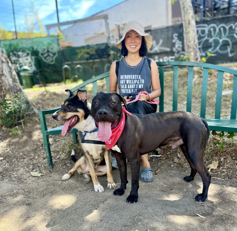 A young medium-sized male Black American Staffordshire Terrier dog named Pony for adoption in Sierra Madre, CA