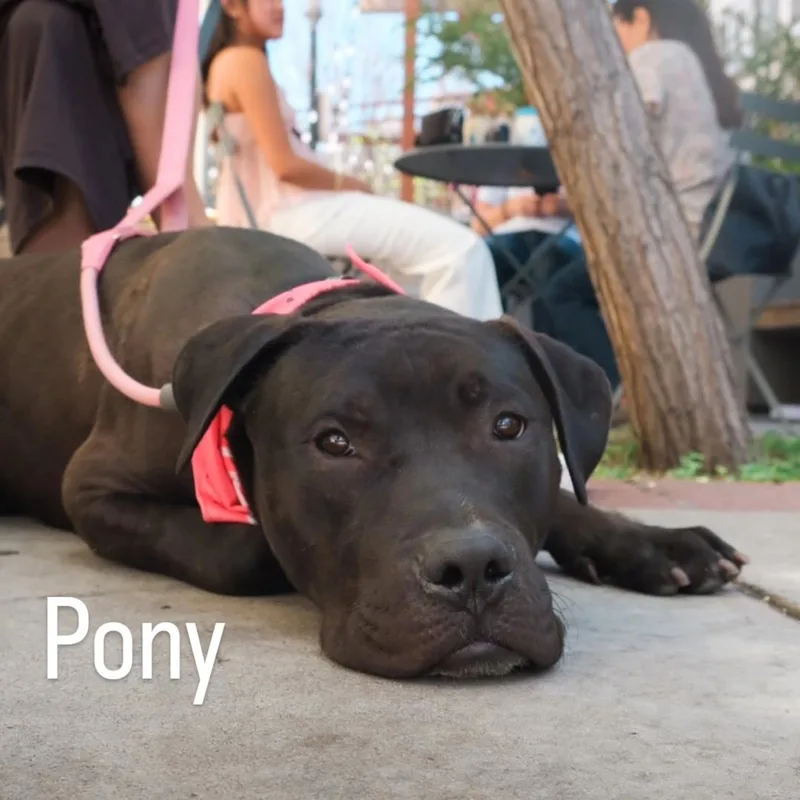 Pony thumbnail 2