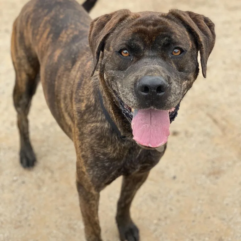 A senior large-sized female Brindle Mastiff dog named Big Bertha for adoption in Riverside, CA