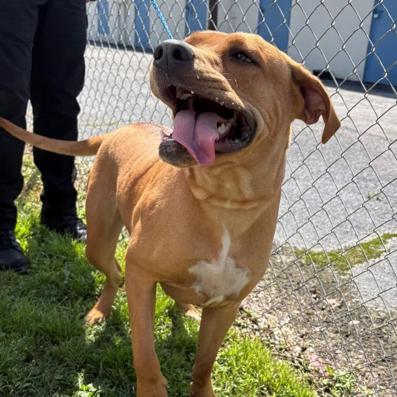 An adult large-sized female Red / Chestnut / Orange Labrador Retriever dog named Mahogany for adoption in Bryan, TX