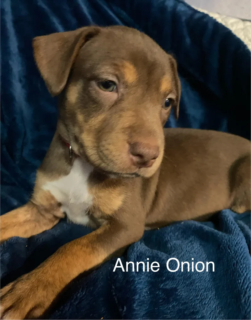 A baby medium-sized female Plott Hound dog named Annie Onion for adoption in St. Clair Shores, MI