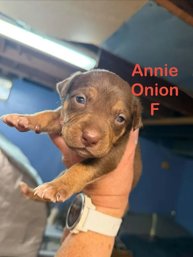 Annie Onion thumbnail 2