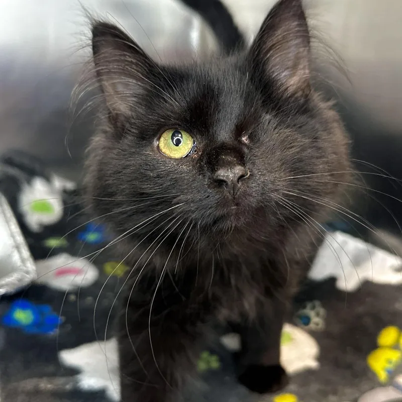 A baby small-sized male Domestic Medium Hair cat named Fee for adoption in Matteson, IL