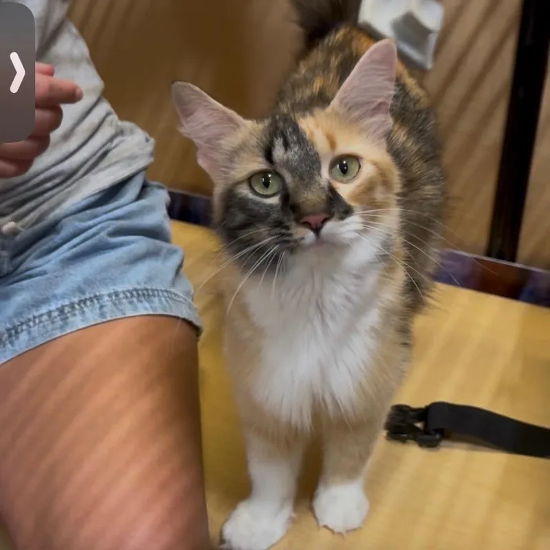 A young medium-sized female Calico Domestic Long Hair cat named Mama One for adoption in atlanta, GA