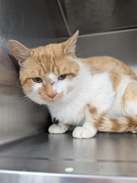 A young small-sized male Domestic Short Hair cat named Creamsicle for adoption in Upper Marlboro, MD