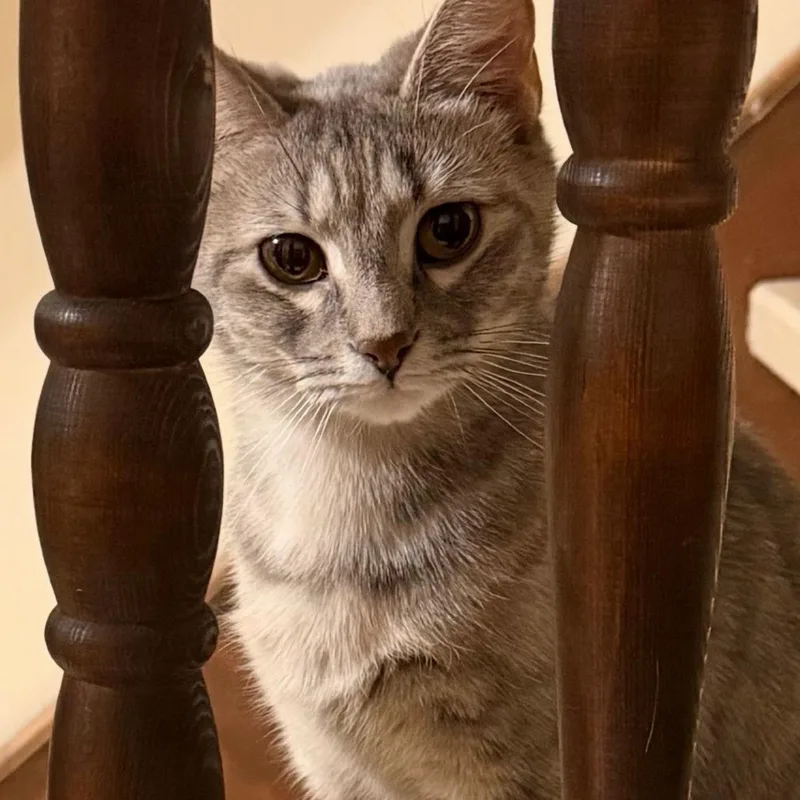 An adult medium-sized female Gray / Blue / Silver Domestic Short Hair cat named Selena for adoption in Henderson, KY