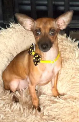 An adult small-sized female Brown / Chocolate Chihuahua dog named Posie for adoption in Santa Paula, CA